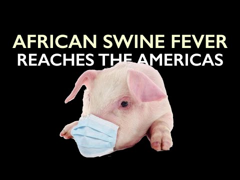 African Swine Fever reaches Americas – Threatens #1 Pork Exporter, USA