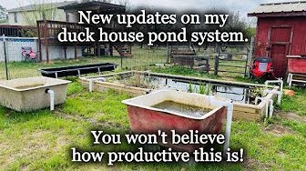 New Updates from My Duck Nutrient Pond System